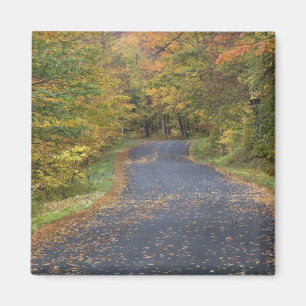 Roadside fall foliage, Southern Vermont, USA Magnet