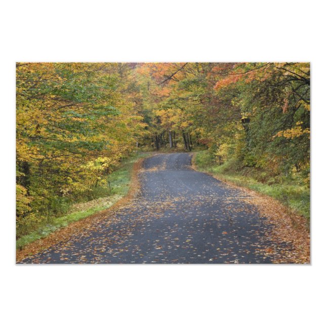 Roadside fall foliage, Southern Vermont, USA Photo Print (Front)