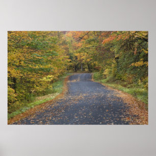 Roadside fall foliage, Southern Vermont, USA Poster