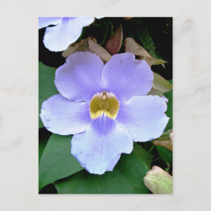 Roadside flower, Placencia, Belise Postcard