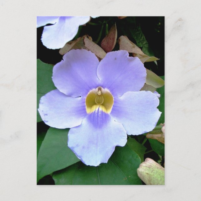 Roadside flower, Placencia, Belise Postcard (Front)