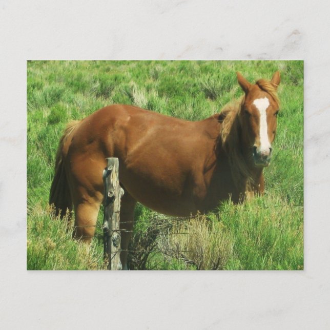 Roadside Friend Postcard (Front)