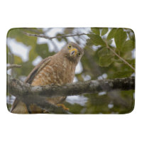 Roadside Hawk Belise Bird Photography