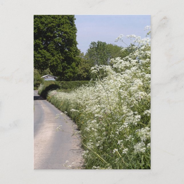 Roadside Hedgerow Herefordshire Postcard (Front)