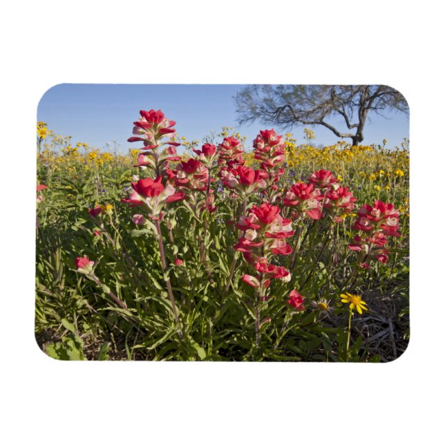 Roadside wildflowers in Texas, spring Magnet (Horizontal)