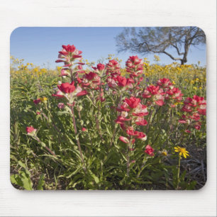 Roadside wildflowers in Texas, spring Mouse Mat