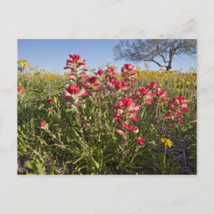 Roadside wildflowers in Texas, spring Postcard
