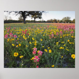Roadside wildflowers in Texas, spring Poster