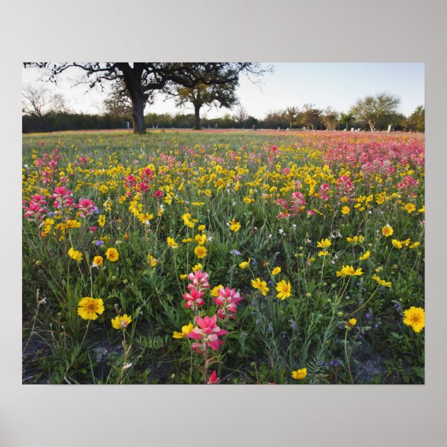 Roadside wildflowers in Texas, spring Poster (Front)