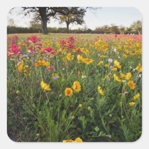 Roadside wildflowers in Texas, spring Square Sticker