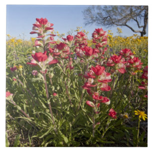 Roadside wildflowers in Texas, spring Tile