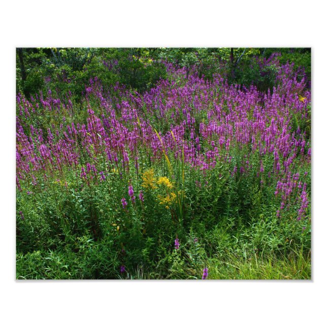 Roadside Wildflowers - Purple Loosestrife with som Photo Print (Front)