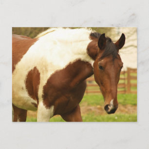 Roaming Paint Horse Postcard