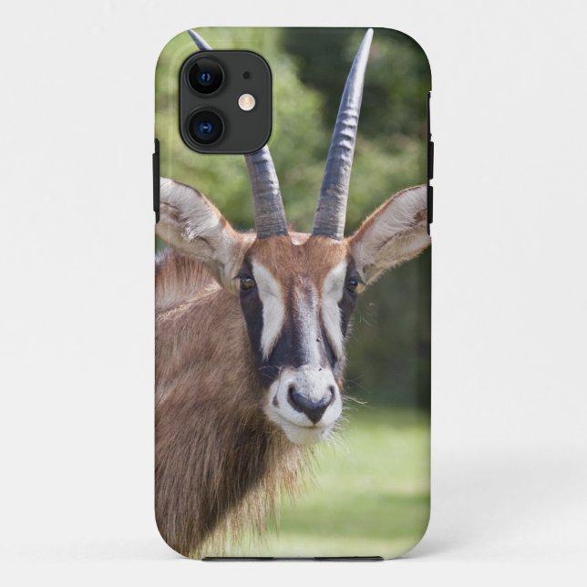 Roan Antelope iPhone 5 Case (Back)