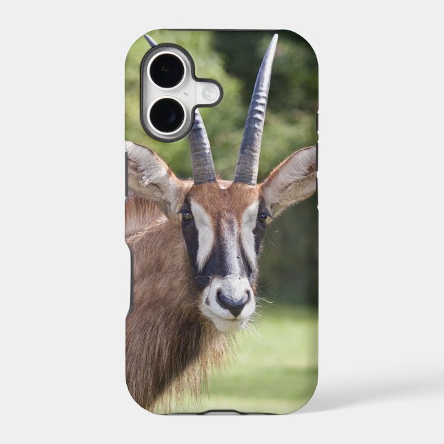 Roan Antelope iPhone 5 Case (Back)