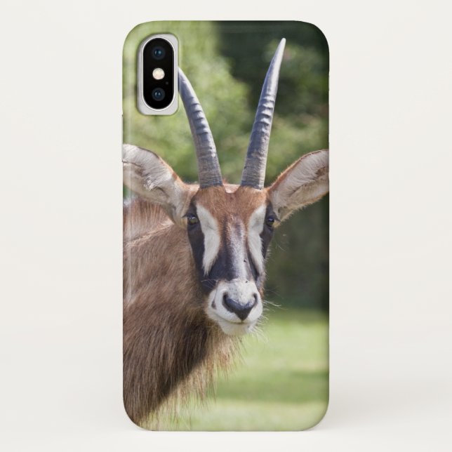 Roan Antelope iPhone X Case (Back)