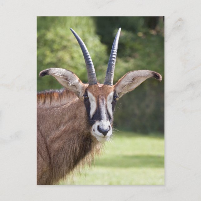 Roan Antelope Postcard (Front)