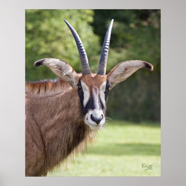 Roan Antelope Print (Front)