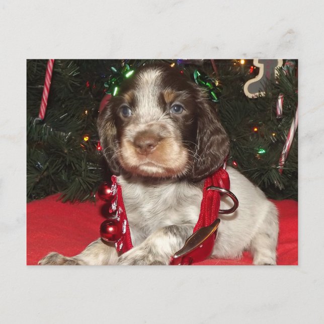 Roan English Springer Spaniel Christmas Puppy Holiday Postcard (Front)