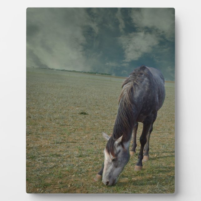 Roan Horse Grazing In Paddock, Plaque (Front)
