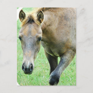Roan Horse Photo Postcard