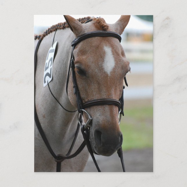Roan Pony Postcards (Front)