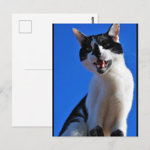 Roar of the Domestic Cat Postcard