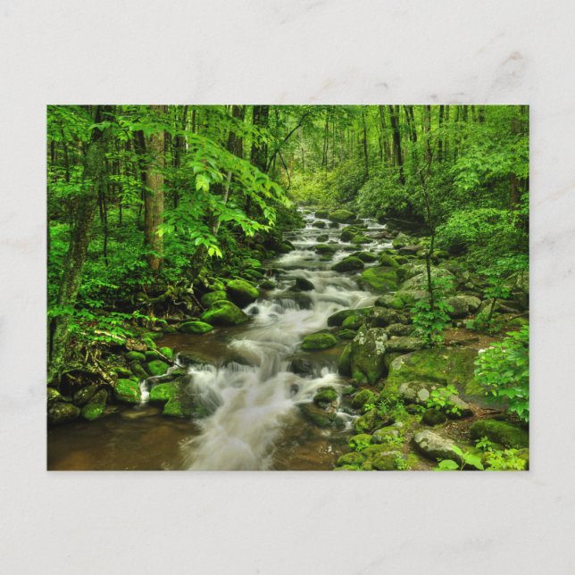 Roaring Forks Motor Trail Postcard (Front)