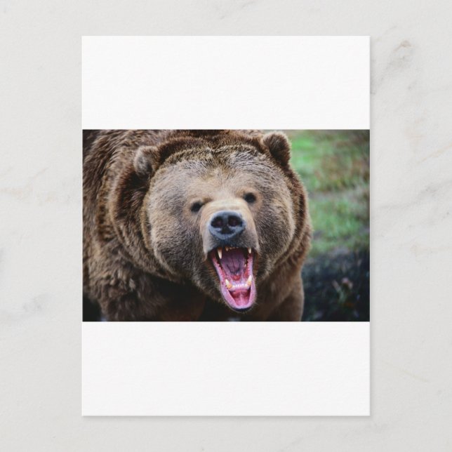Roaring Grizzly Bear Postcard (Front)