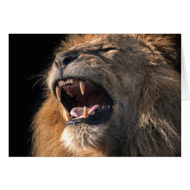 Roaring male lion (Front Horizontal)