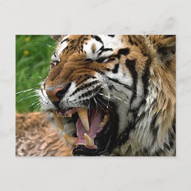 Roaring Tiger Postcard (Front)