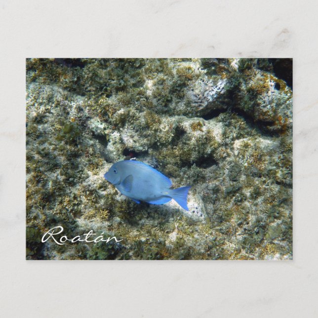 roatán fish postcard (Front)