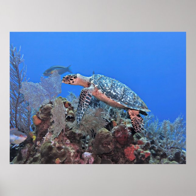 Roatan Hawksbill Poster (Front)