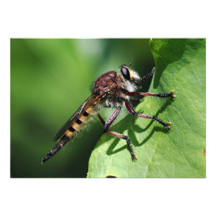 Robber Fly Photo Print