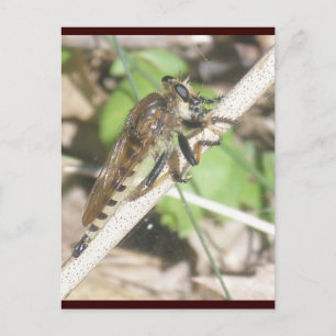 Robber Fly Postcard