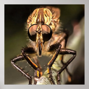 Robber Fly Profile Asildae Artistic Close Up  Poster
