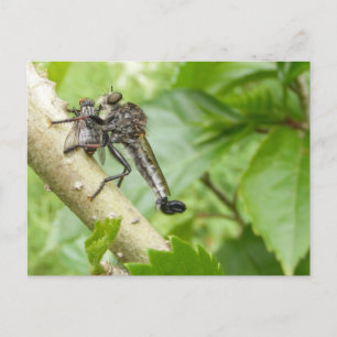 Robber fly w/Snack ~ postcard