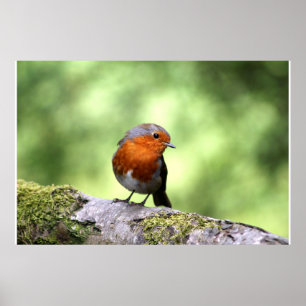 Robbin Redbreast Poster