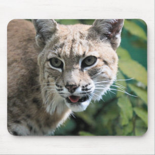 Robert J.Bobcat Mouse Mat