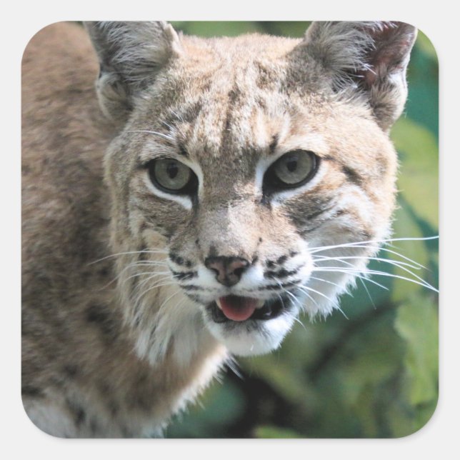 Robert J. Bobcat Square Sticker (Front)