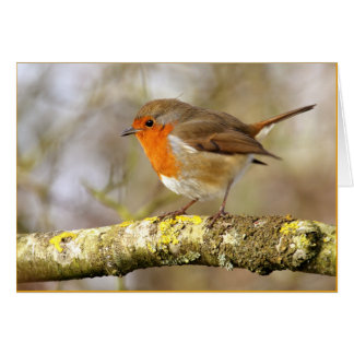 Robin