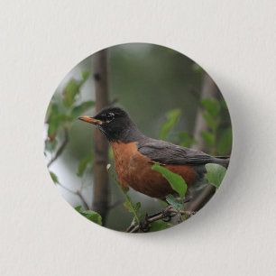 Robin 6 Cm Round Badge