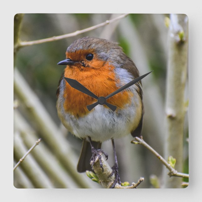  Robin Acrylic Wall Clock (Front)