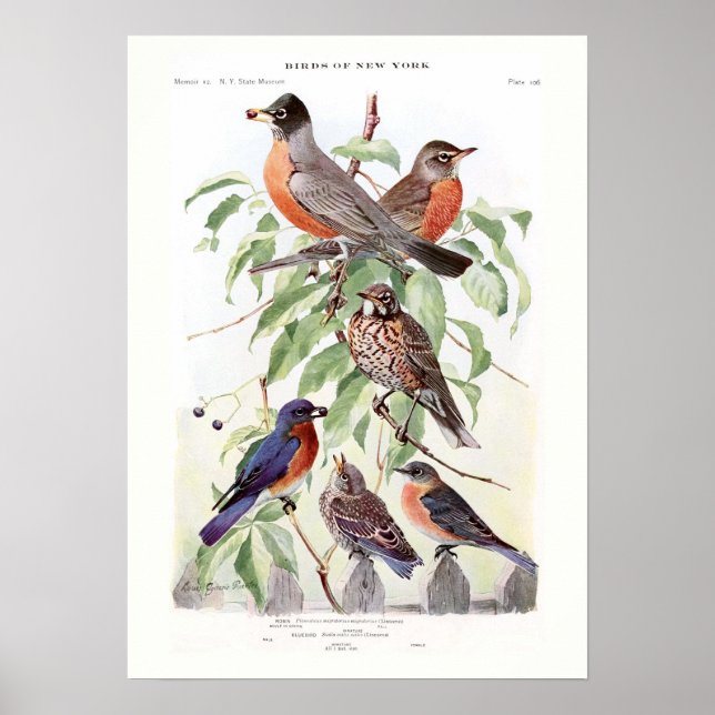 Robin and Bluebird Poster (Front)