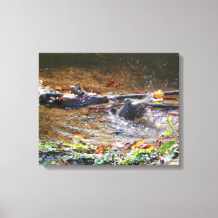 Robin Bathing in a Stream Photograph Canvas Print