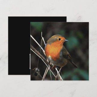 Robin Being Bright On A Dull Day Acrylic Art Invitation