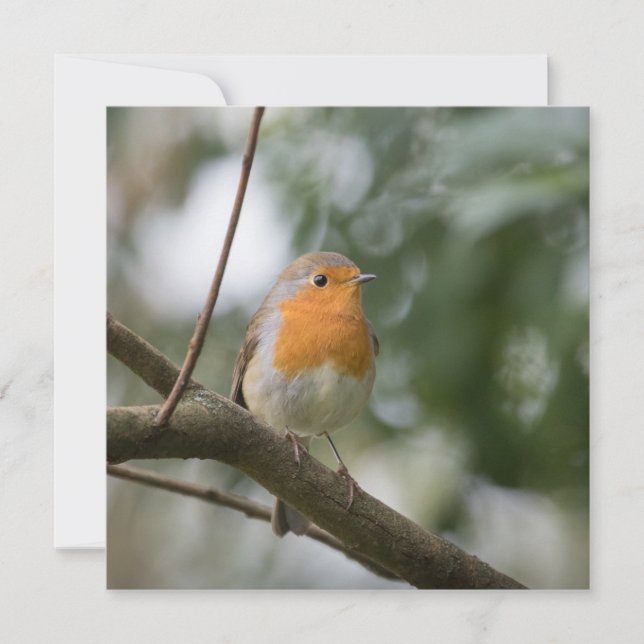 Robin Bird Nature Photo Card (Front)