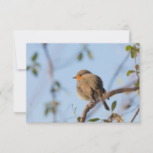 Robin Bird Nature Photo Card