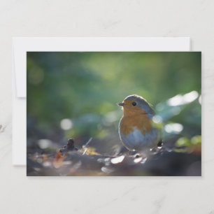Robin Bird Nature Photo Card