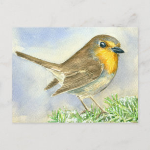 Robin bird on a frosted juniper branch postcard